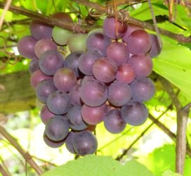 Trauben