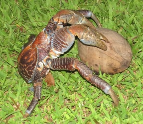 Kokoskrabbe