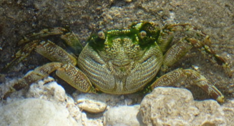 Riff Krabbe