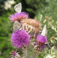 Distel