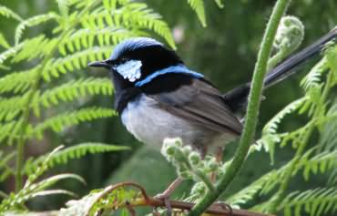 fairy Wren