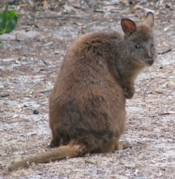 Pademelon