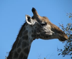 Giraffe