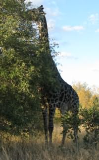 Giraffe