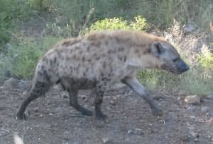 Hyaene