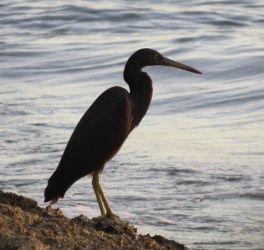 Reiher-heron